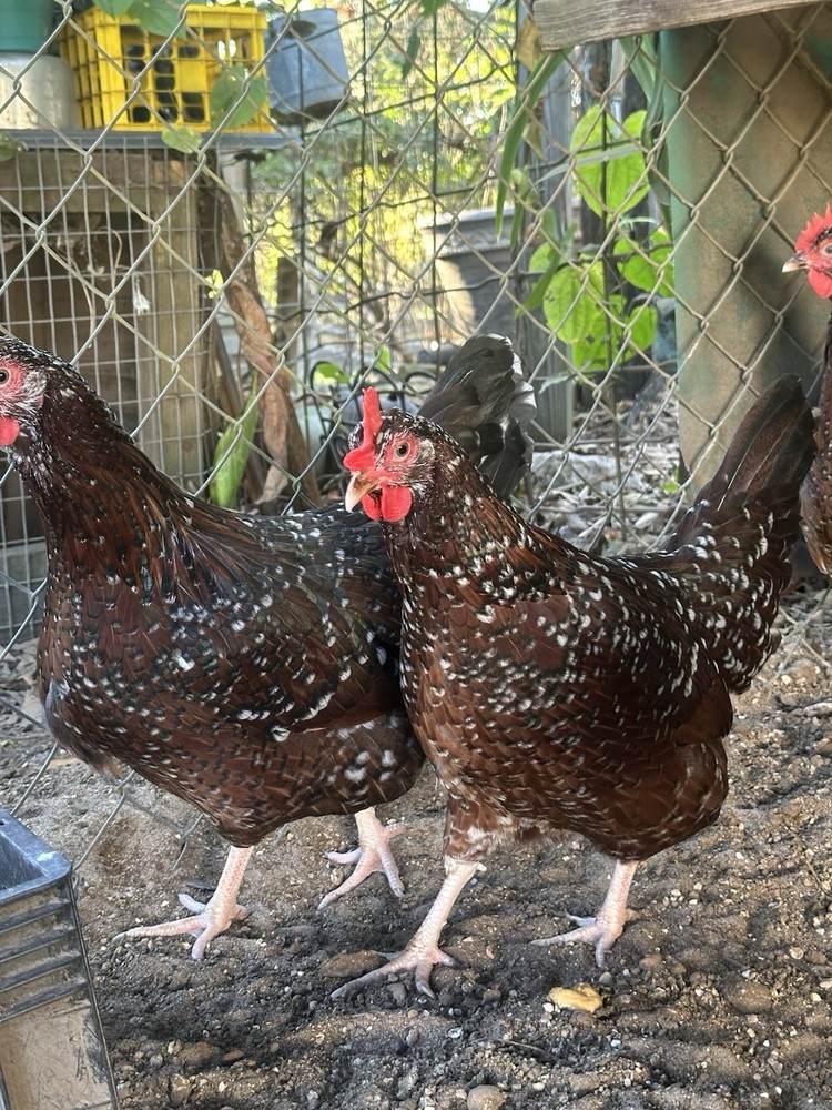 One Dozen Speckled Sussex Hatching Eggs Plus Available Extra, READ!