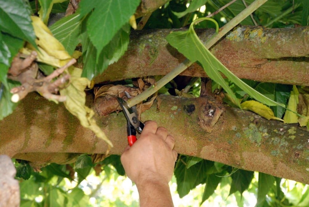 Precision Japanese Pruning Shears