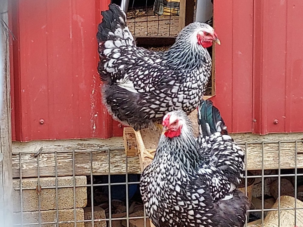 6 Assorted Purebred Chicken Fertile Hatching Eggs (Read Description)
