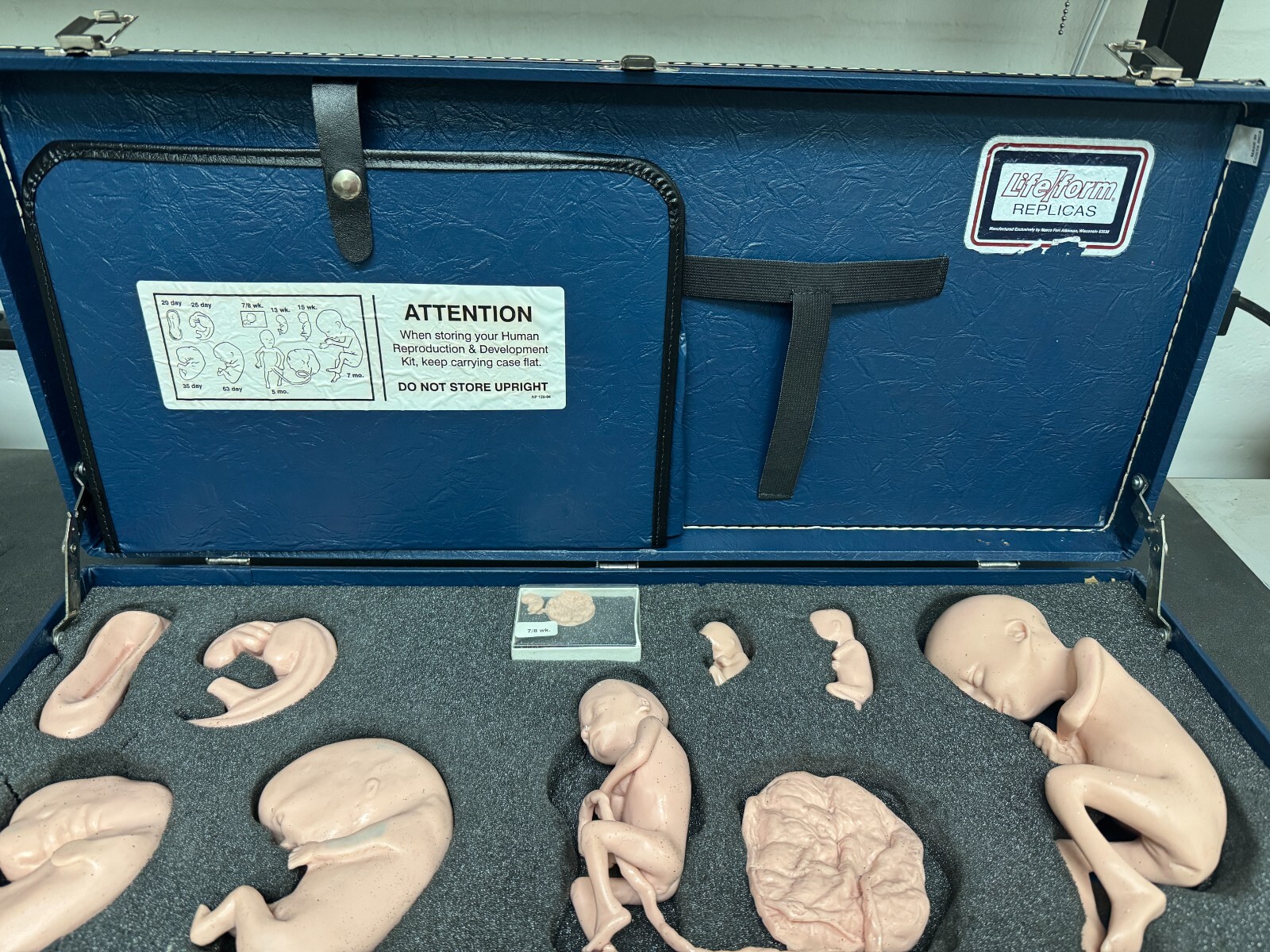 Life Form Replicas Human Reproduction And Development Fetus Model Silicone Baby