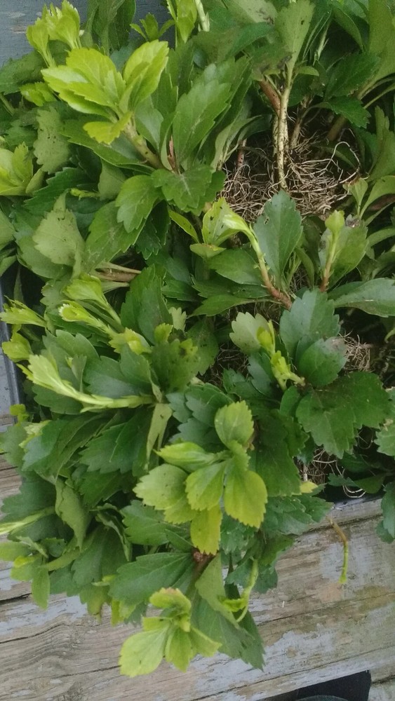 Pachysandra Terminalis 'Green Carpet' - 100 Bare Root Plants