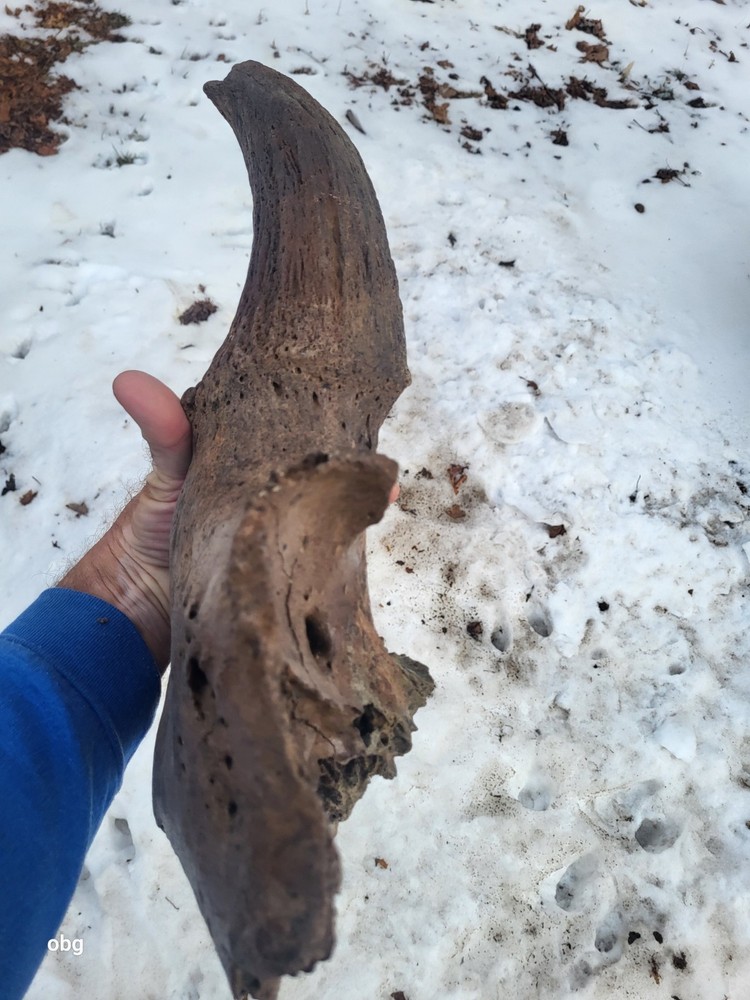 Historic Bison Horn Core Partial Skull river find