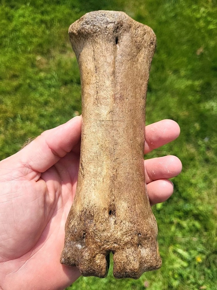 Bison metacarpal Historic bison foot bone