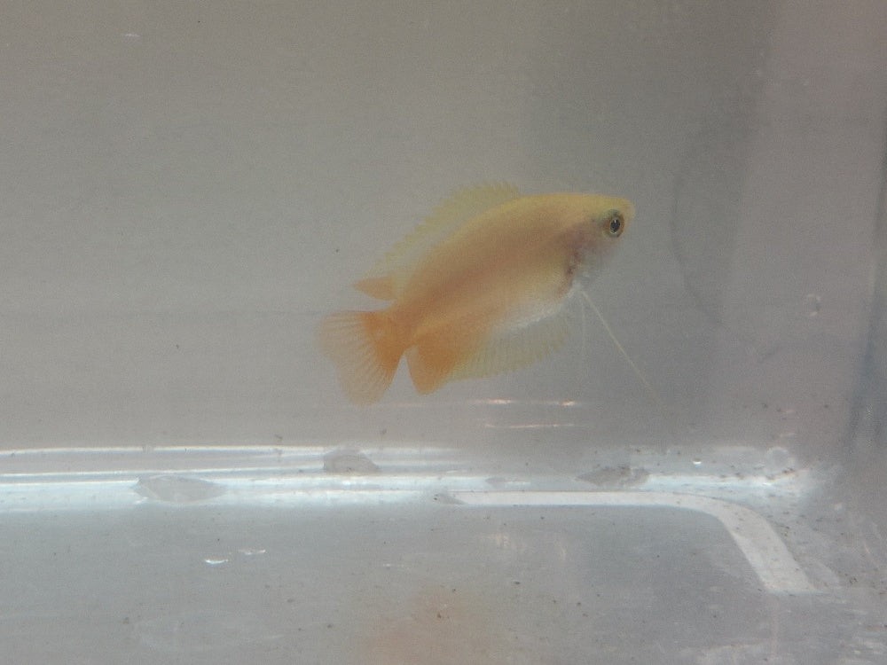 CUTE GOLD HONEY GOURAMI UNSEXED 1" (Trichogaster chuna)