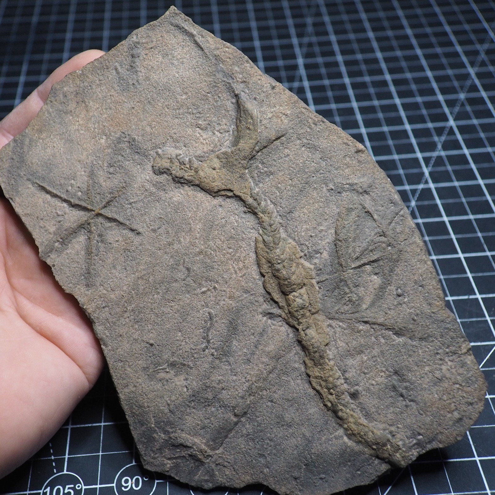 Trilobite Trace Fossil Cruziana Feeding Track Ordovician Morocco Star Trace