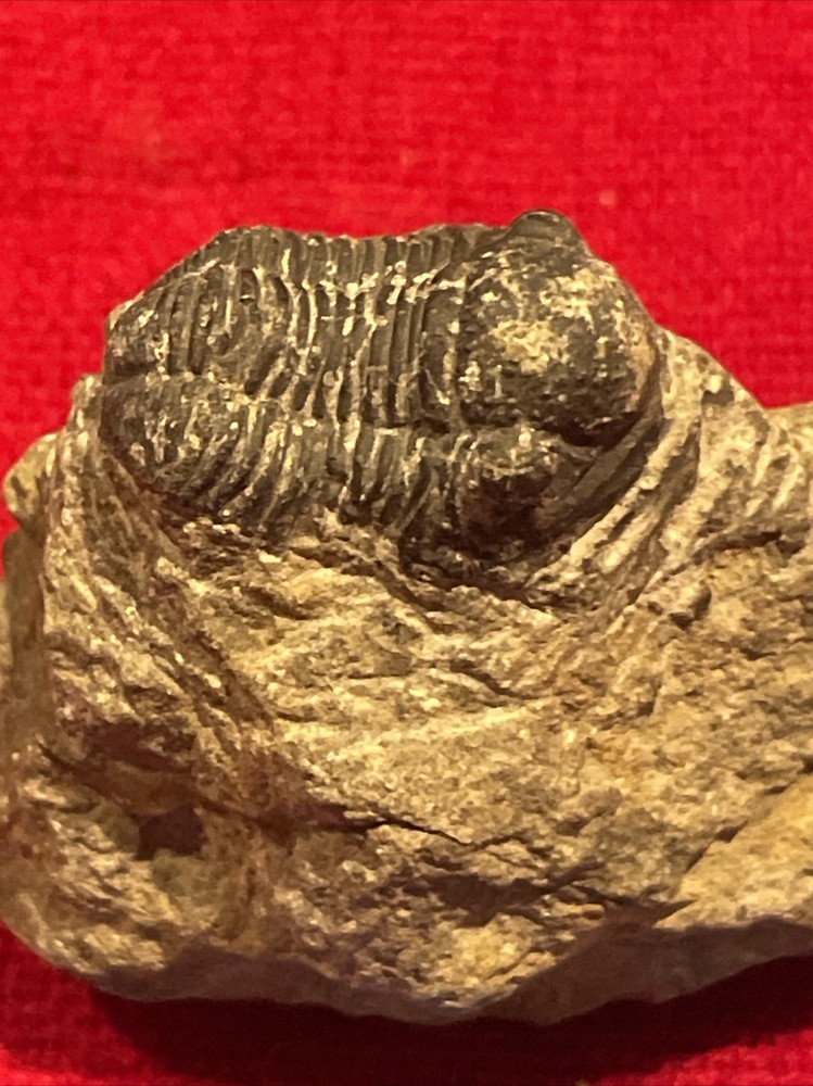 prehistoric Sea animals, Fossilized