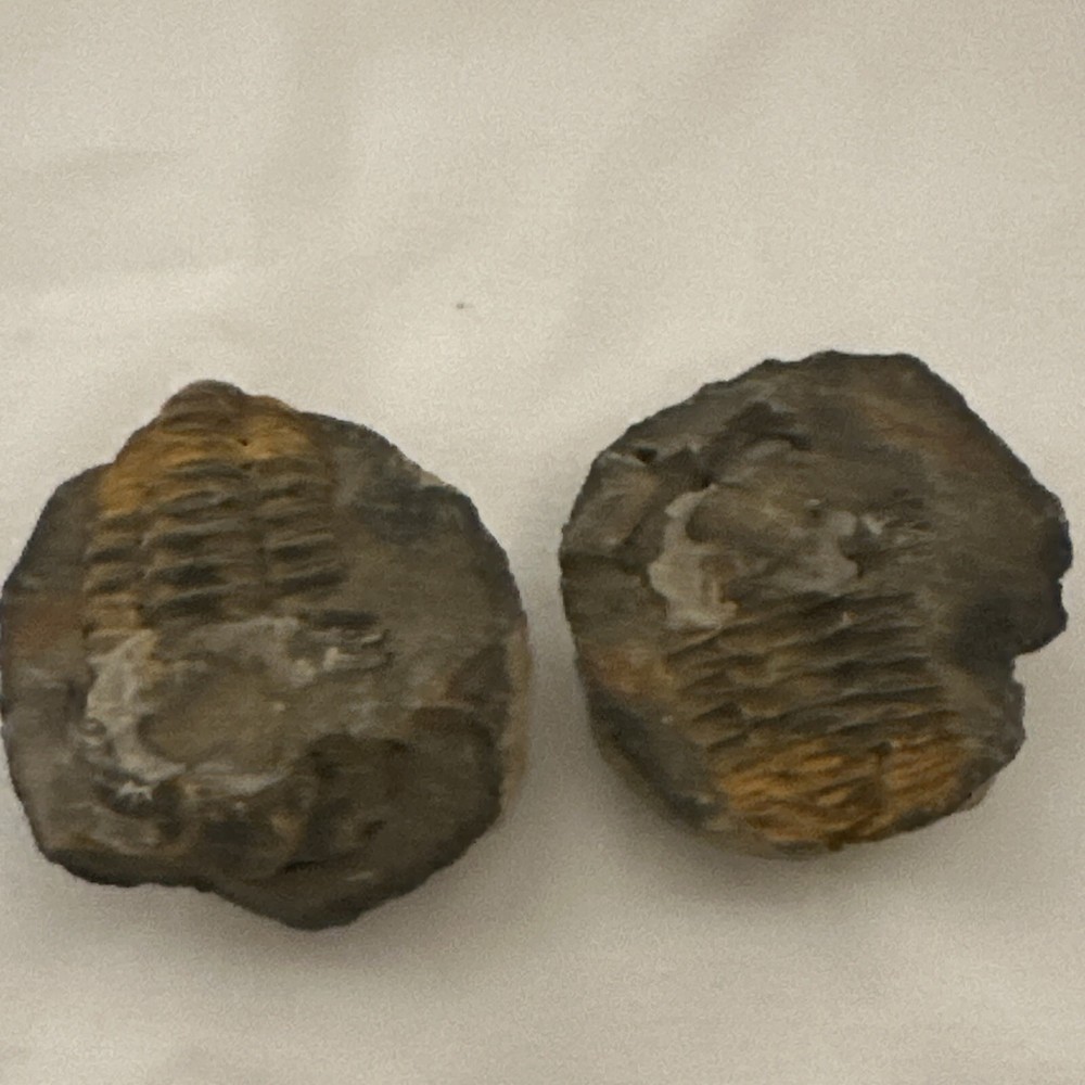 2.2” Flexicalymene Trilobite Nodule