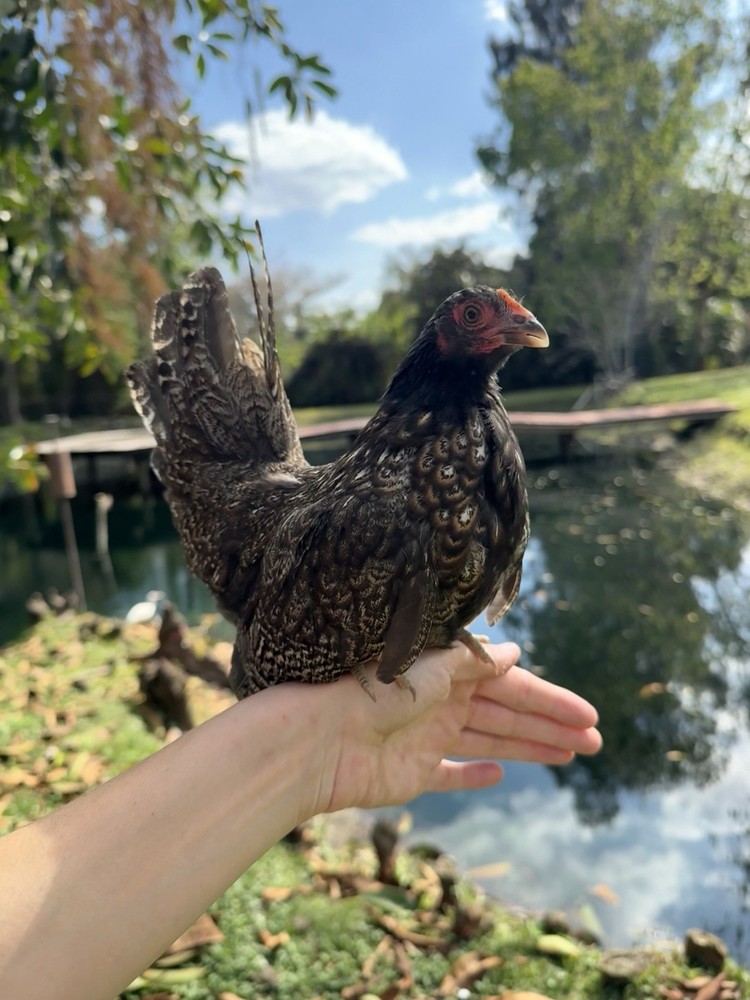 10+2 Serama Fertilized Hatching Eggs NPIP/AI CLEAN