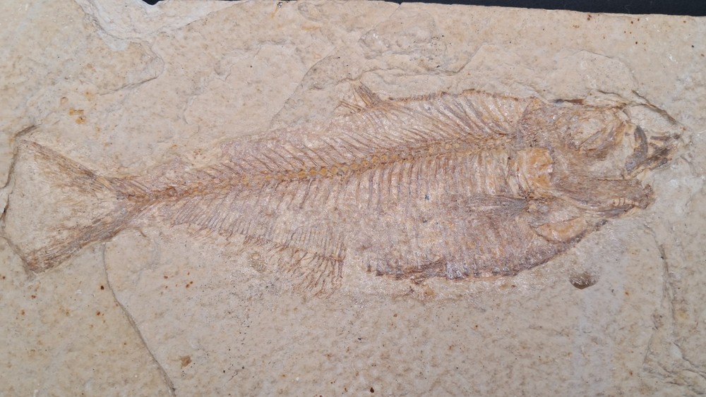 Fossil Fish Green River Formation Wyoming Large AAA Quality