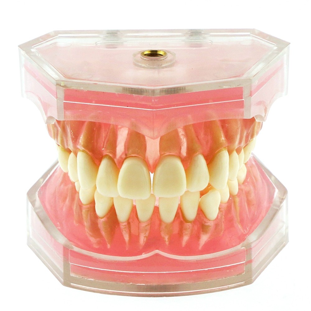 Dental Typodont Standard Teeth Model Soft Gum Simulation Cheek 28Pcs Removable