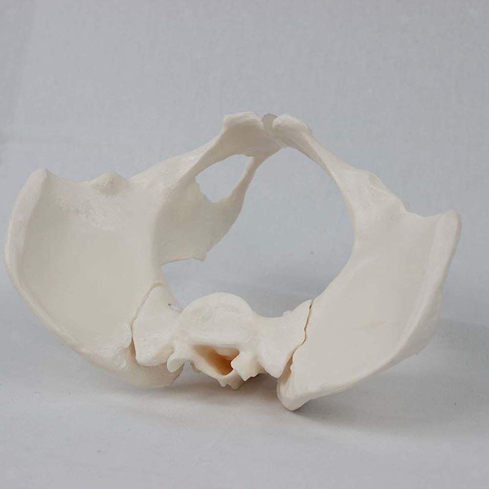 Female Pelvis Model Flexible for Science Education Teaching Learning Display
