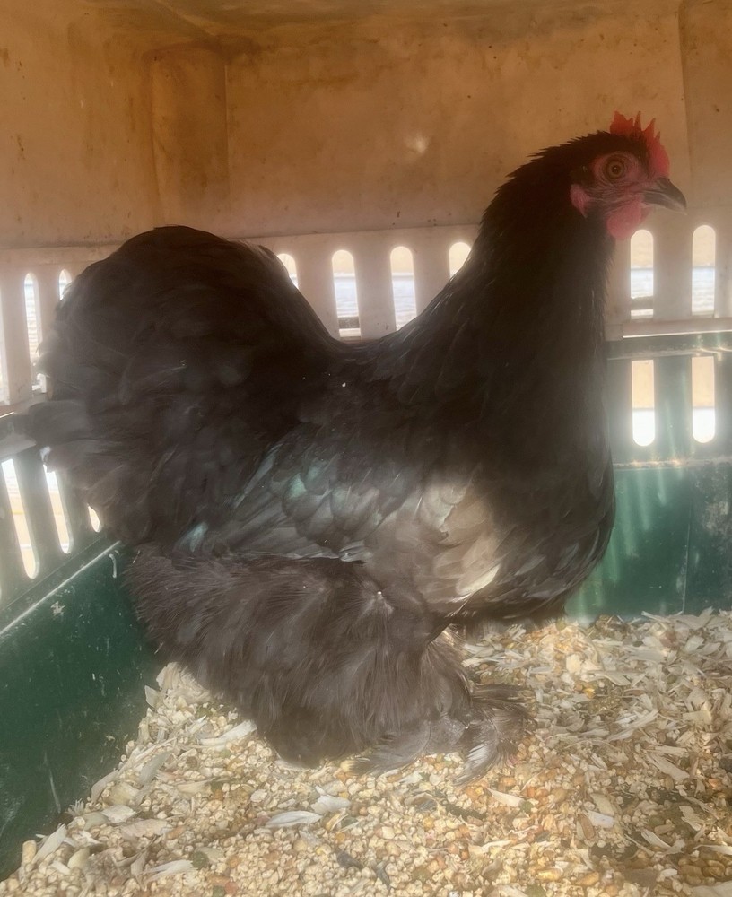 Dozen Cochin Bantam Eggs for Hatching