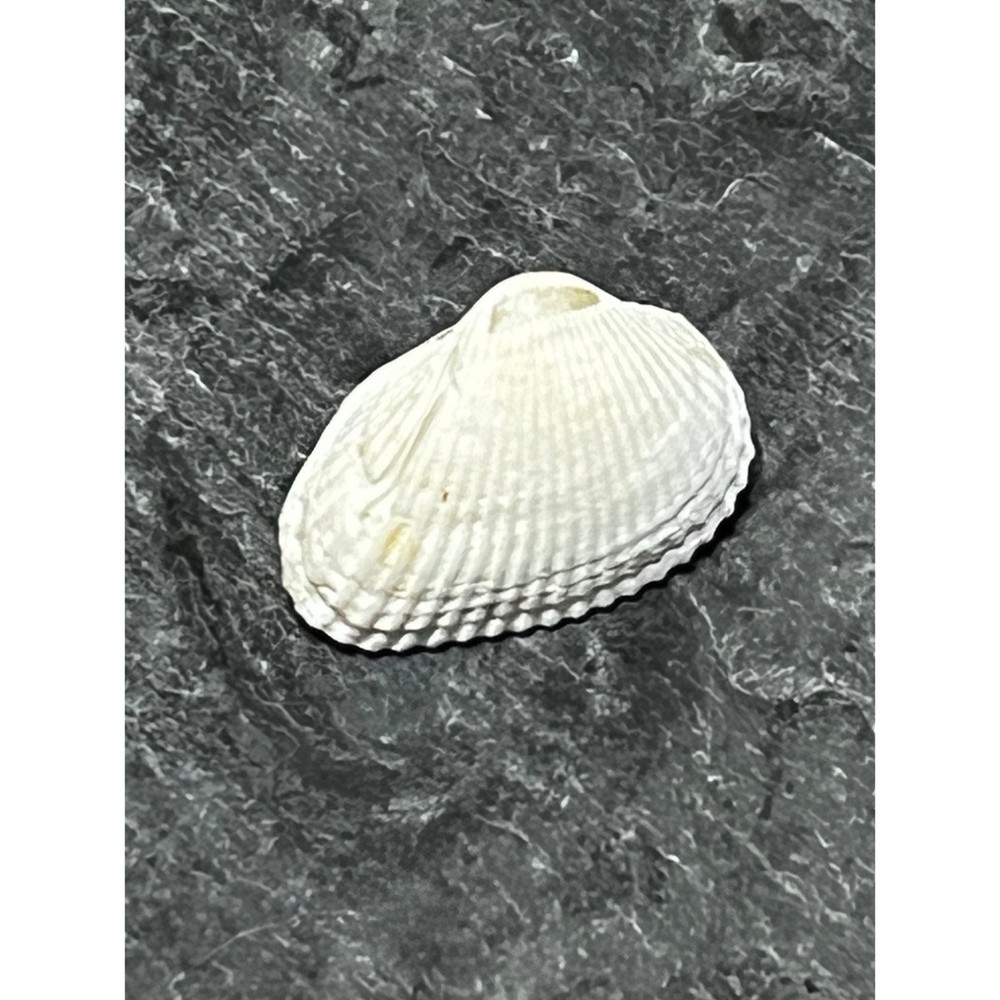 Coastal Cowgirl Shell Neckerchief Slide