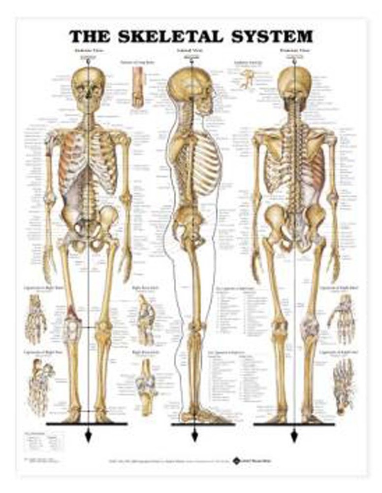 Skeletal System Human Wall Chart 20"x26" Laminated LFA #98943 SPECIAL SALE. WOW!