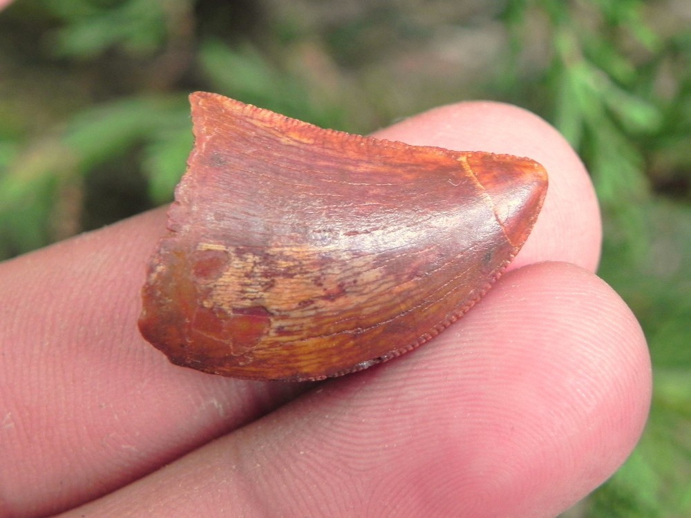 Carcharodontosaurus tooth teeth dinosaur cretaceous