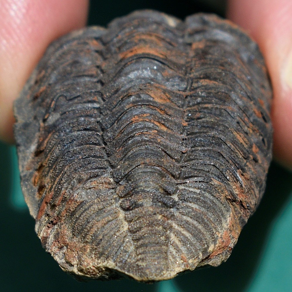 Trilobite, Eldredgeia eocryphaeus, devonian, Bolivia trilobite fossil