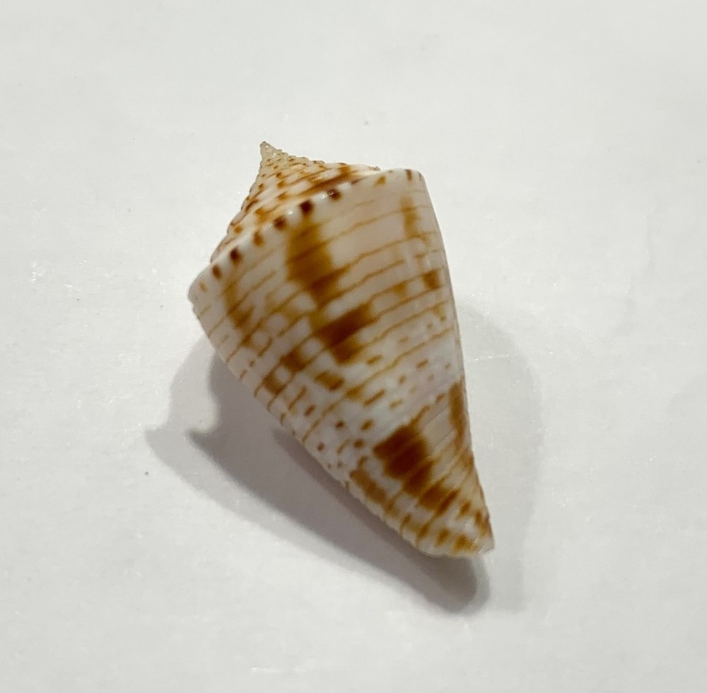 Formosa/SEASHELL/Conus spirofilis 25.8mm.nice