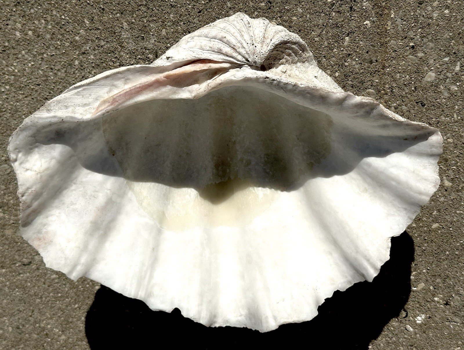 Giant Natural Clam Half Shell Tridacna Gigas 12” x 9” x 4.5”