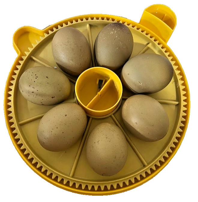 12 + Extras - F1 Olive Egger Hatching Eggs (NPIP# 34-785)