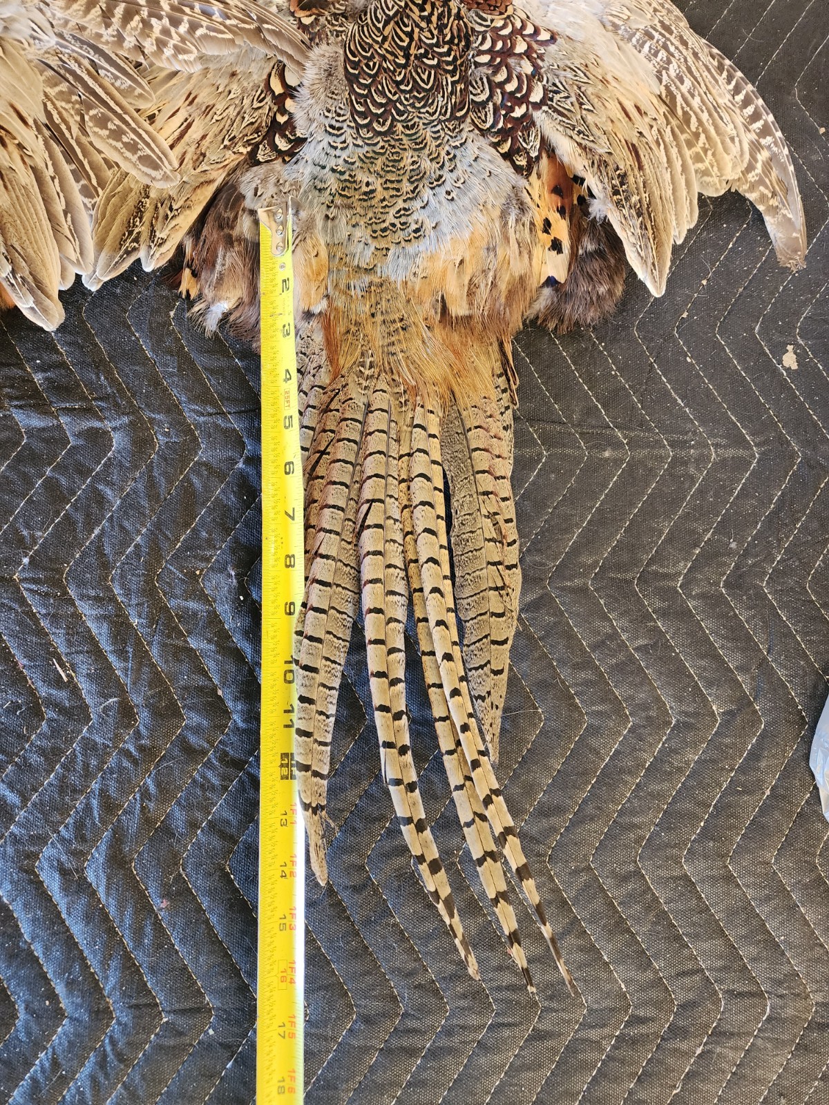 2 Ring Necked Pheasant Pelt Feathers Fly Fishing Material Dog Training Crafts