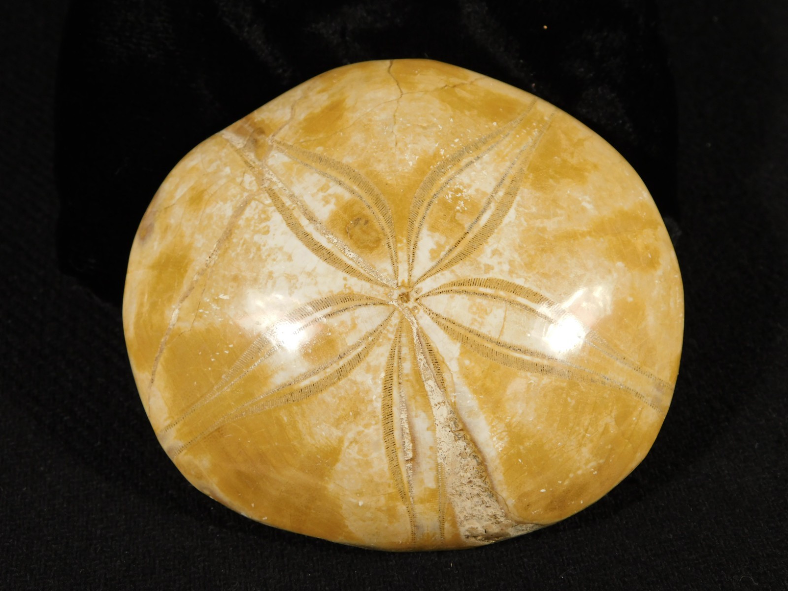Big! Polished 150 Million Year Old! AAA SAND DOLLAR Fossil Madagascar 211gr