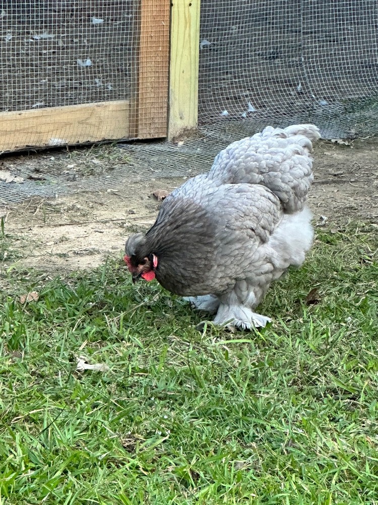 Frizzle BYM Hatching Eggs x12++