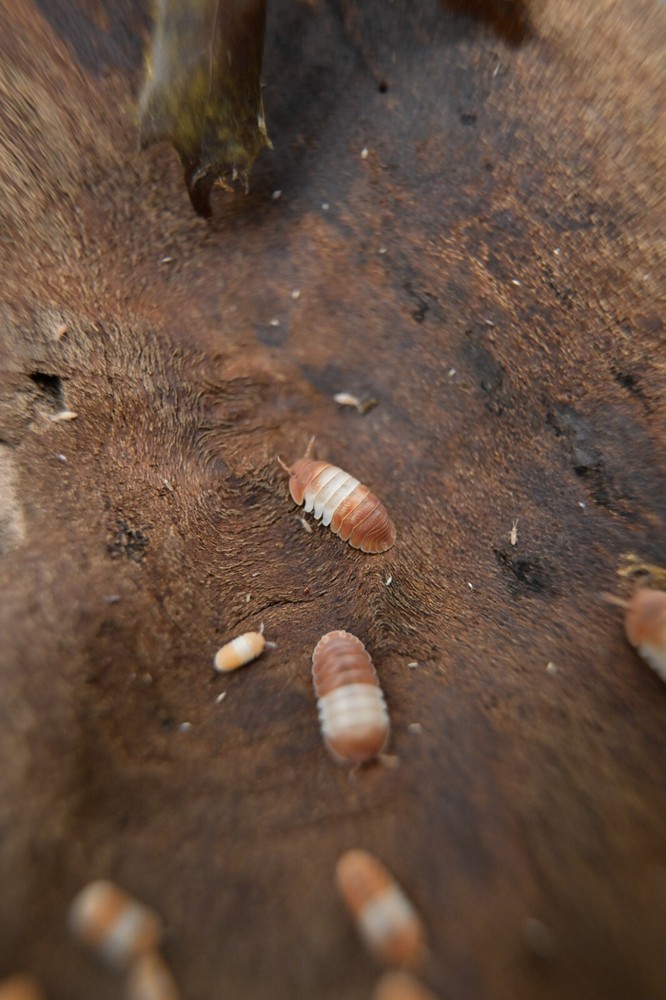 10+ Cubaris Red Panda King isopods LAG