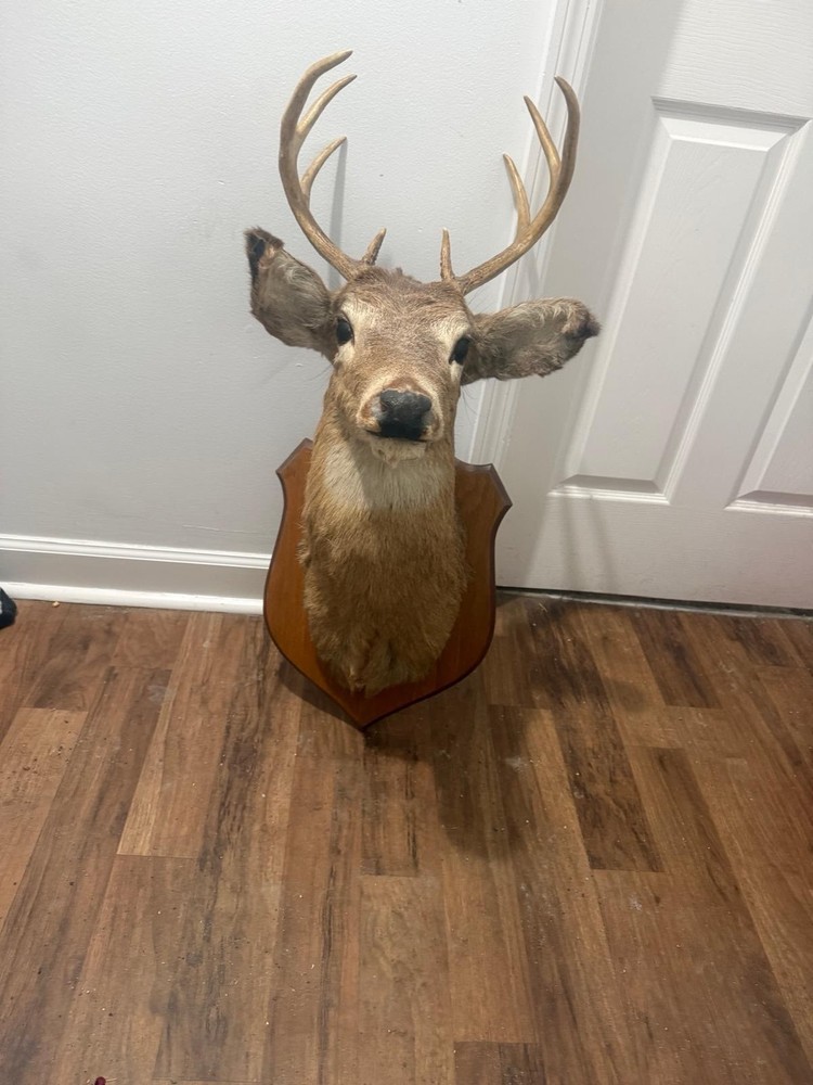 Shoulder mounted deer head, excellent condition