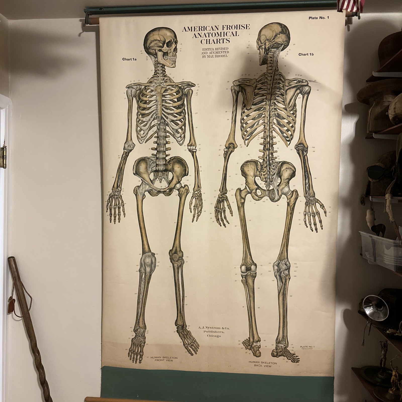 1918 A. J. Nystrom Co American Frohse Anatomical Chart Human Skeleton Max Brodel