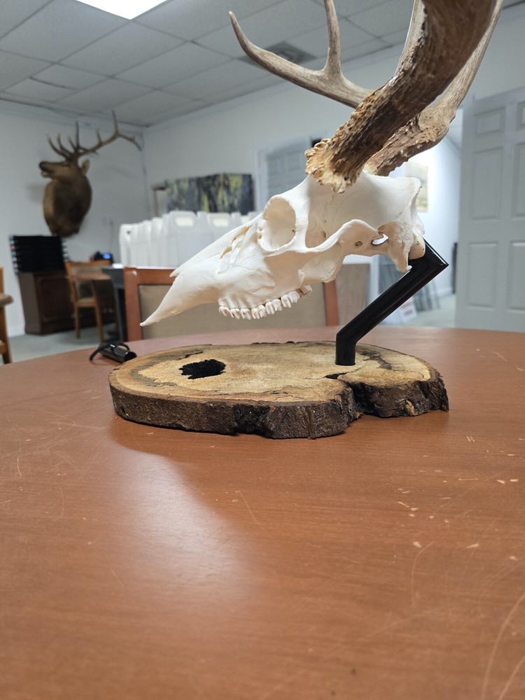Table mount and wall mount for deer skull