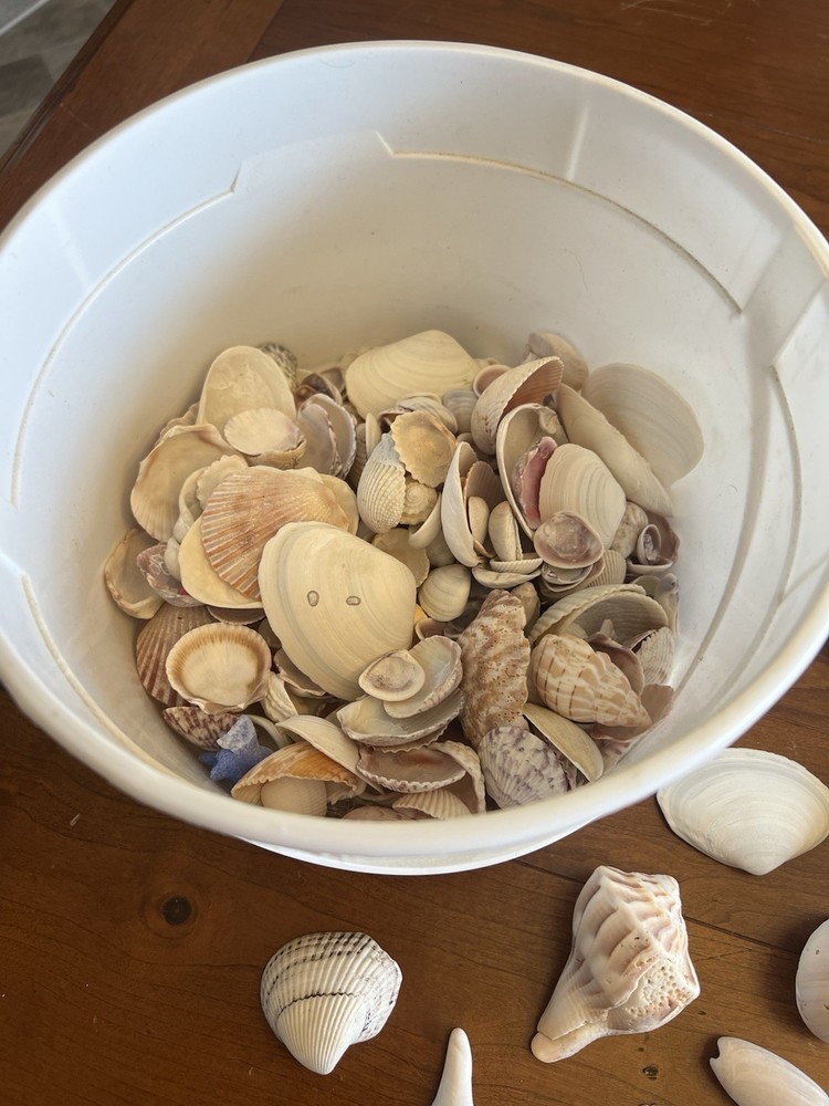 Mixed Seashells S/M Assorted Craft Shells Mix 1-3" 80+ pcs