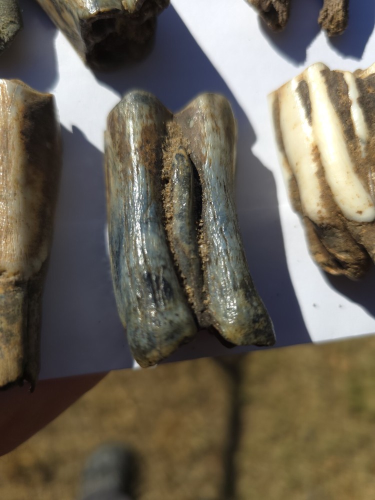 Fossil Bison Teeth Lot