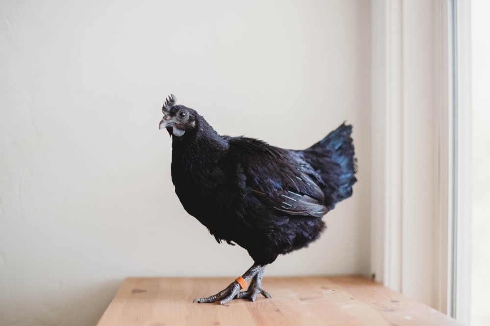 Ayam Cemani Chicken Hatching Eggs