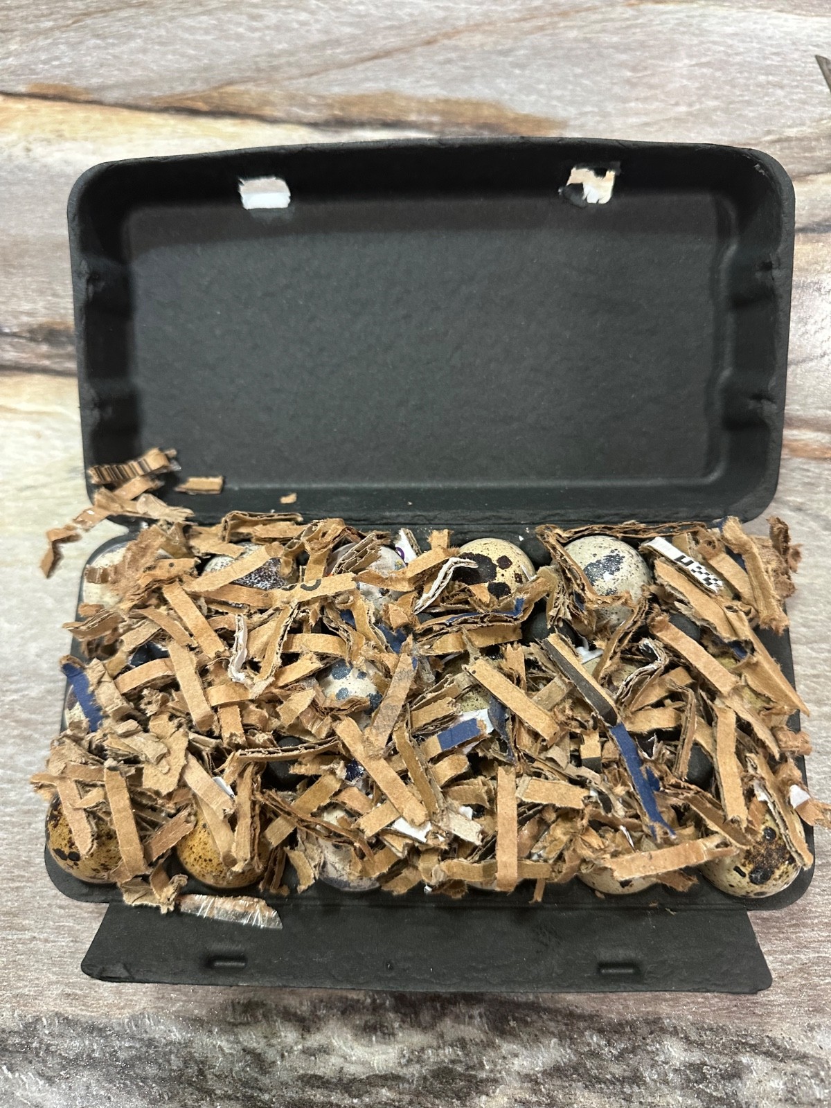 24 Coturnix Quail Fertile Hatching Eggs, NPIP Certified Game Farm