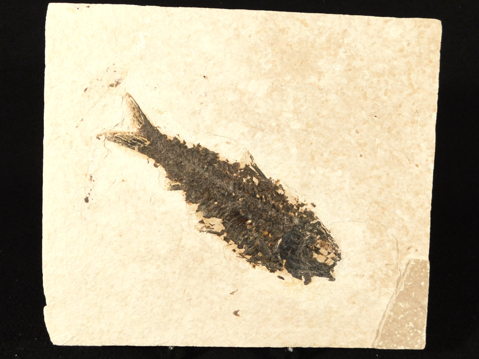 Larger! 50 Million Year Old Knightia FISH Fossil on Big Matrix Wyoming 721gr