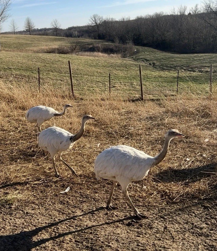 *2* White Rhea Hatching Egg’s LAYING NOW 🥚✅