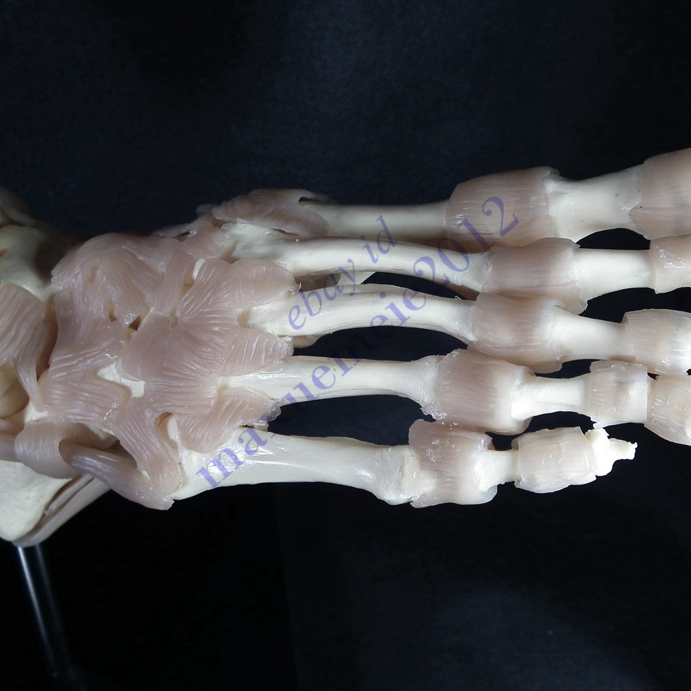 RS Foot & Ankle Joint ligament Model functionl display teaching educat anatomy