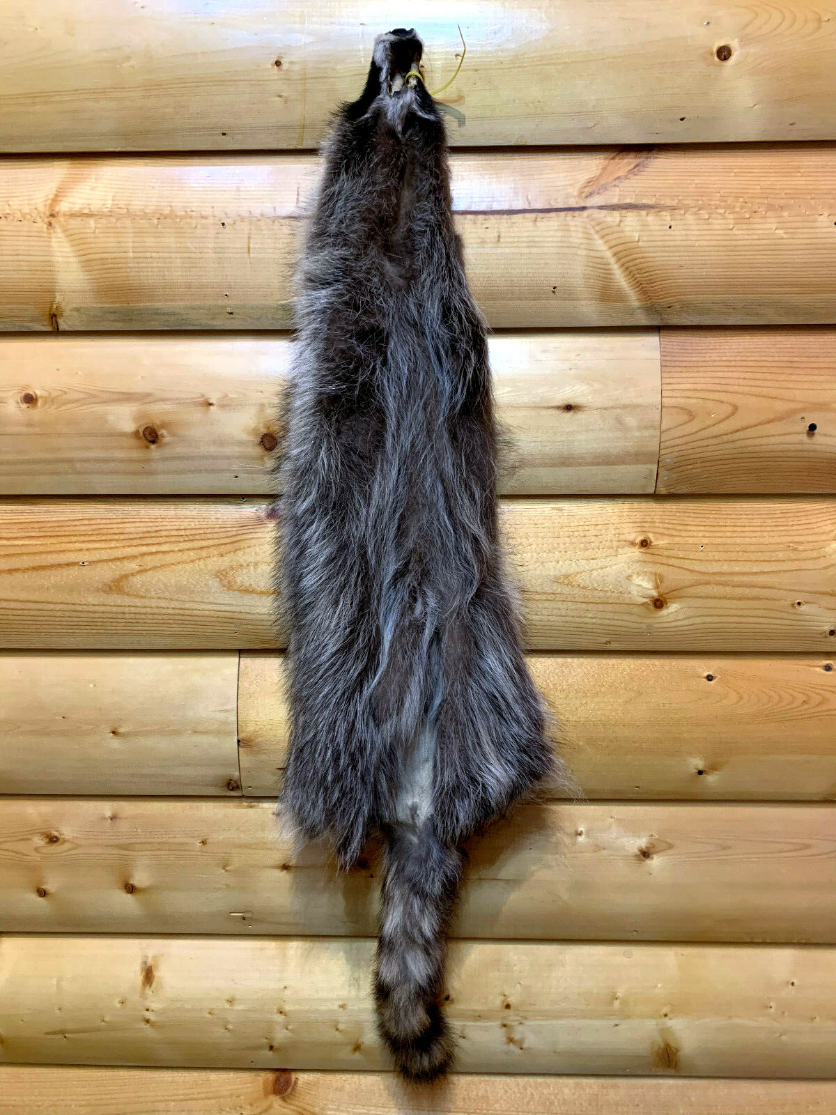 Raccoon Fur, Tanned Pelt, SD Quality, LG-XXXL Sizes, Crafts, Leather, Sewing