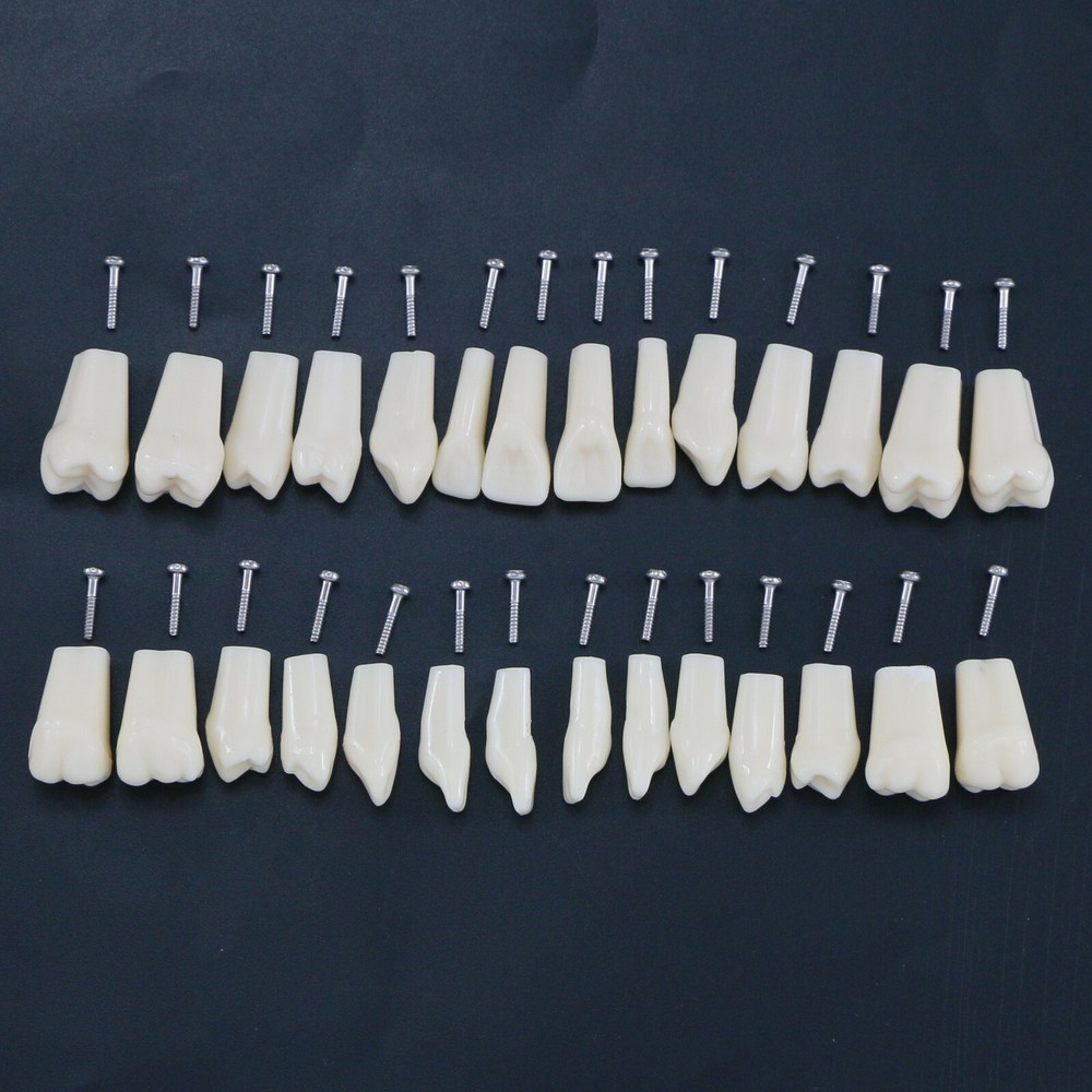 28Pcs Replacement Teeth Upper Lower For Typodont Teeth Model Frasaco AG3 Type US