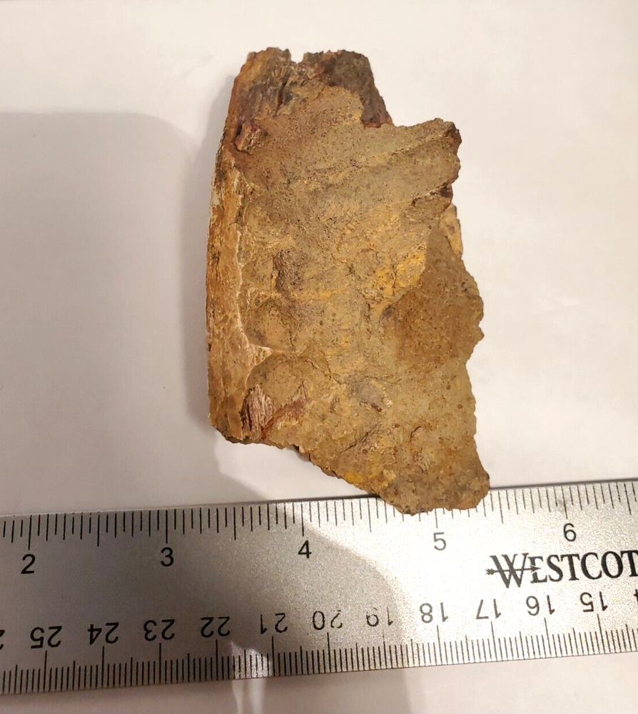 Fossil Hadrosaur Lower Jaw Dinosaur
