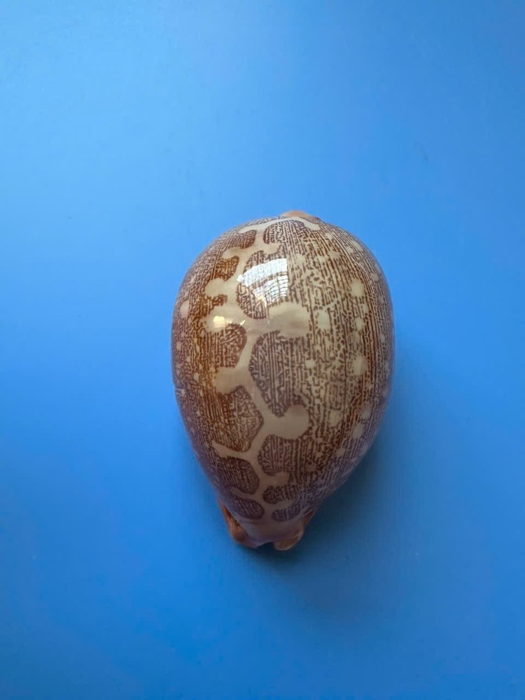 76mm | Cypraea Mappa | F+++ GEM| Rose base | Nice pattern