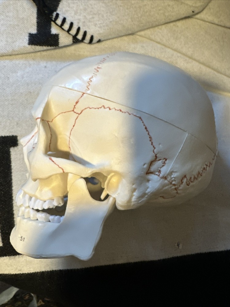 Human Skull Model