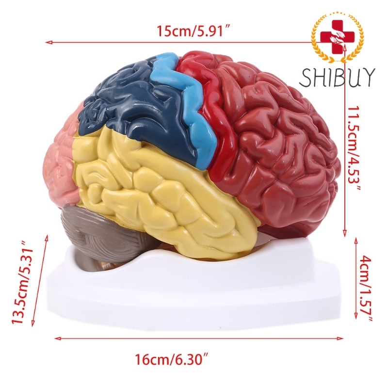 Life Size Human Brain Functional Area Model Anatomy for Model