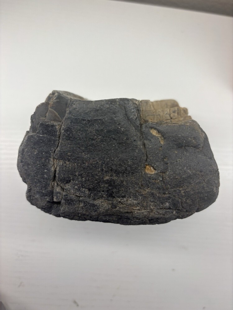 Large Petrified Wood Fossil
