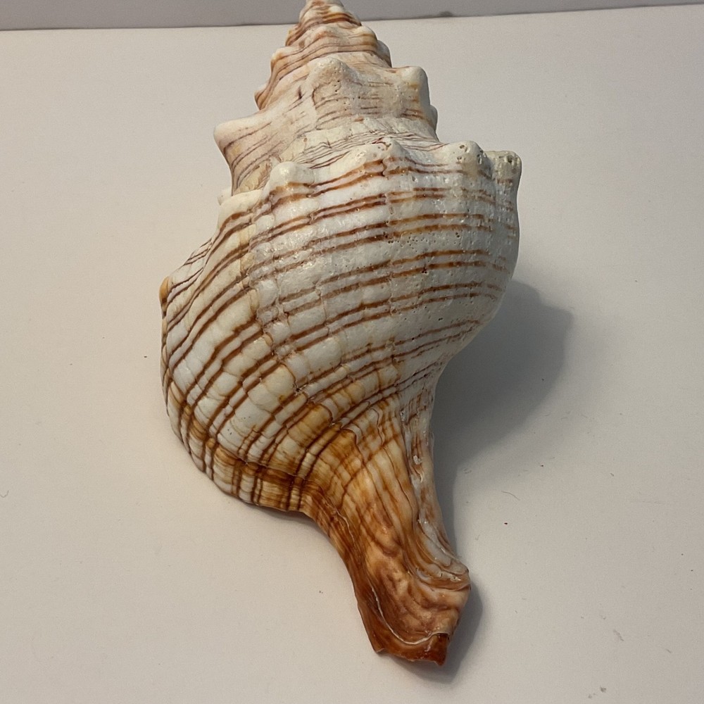 Conch Seashell Brown & White 7” Long Sea Shell