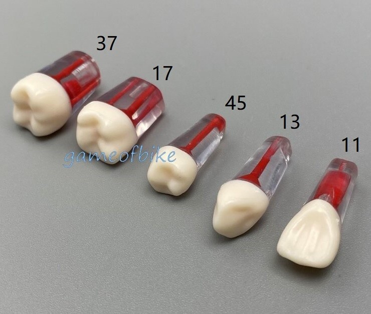 10x Dental Root Canal Teeth Study Practice Model Endodontic Pulp File Injection