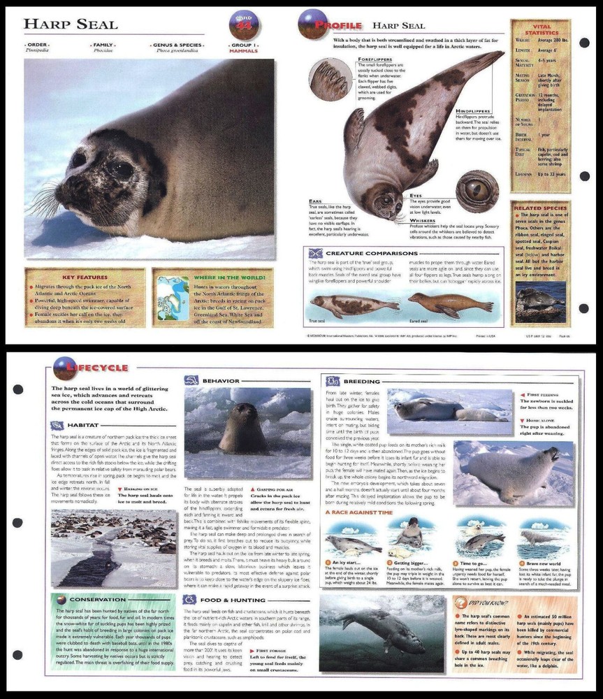 Fold-Out Sheet - Harp Seal - 44