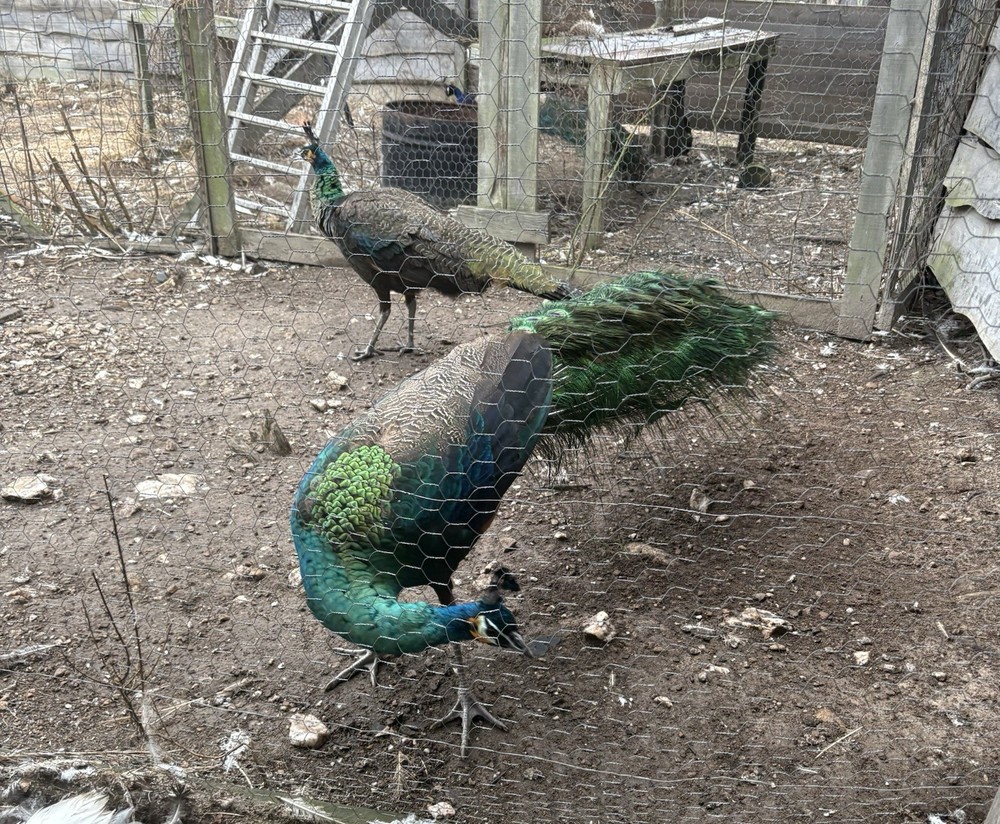3 Java Green Purple Spaulding hatching eggs.