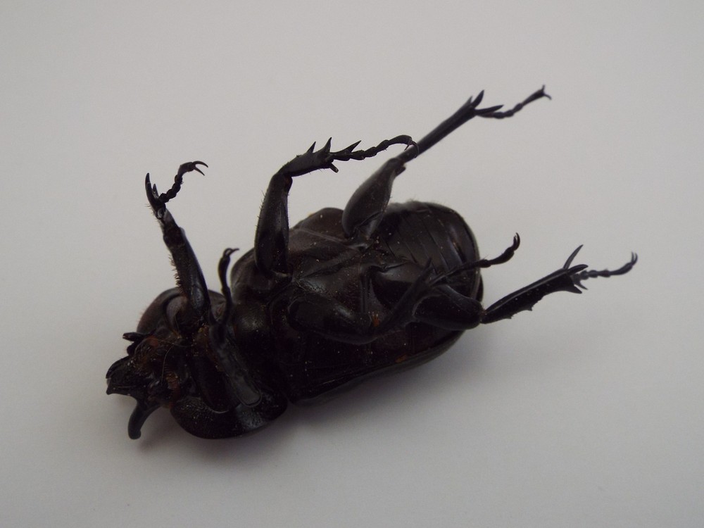Triceratops Beetle Dried Insect (H5)