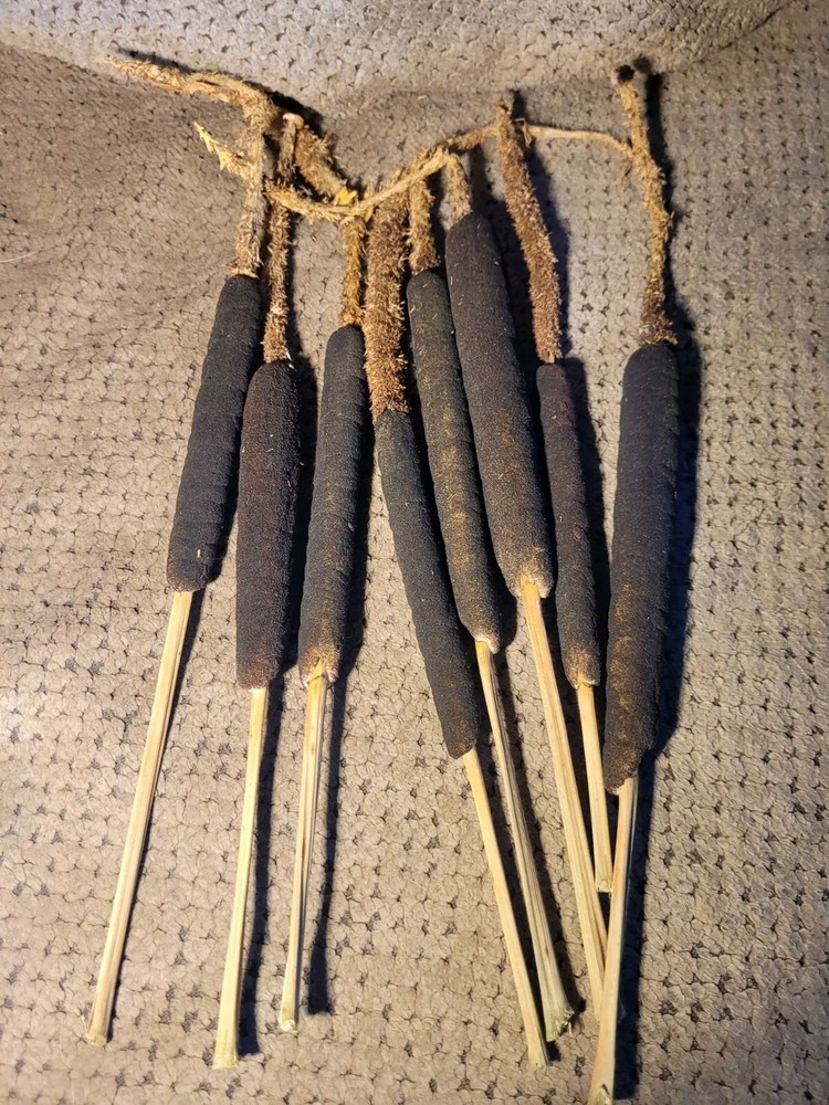 Flowered Cattail Stubs
